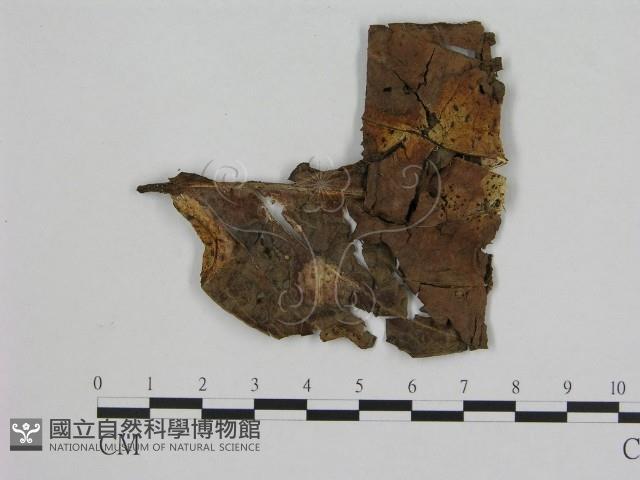 登錄號:F0007533藏品圖，第1張