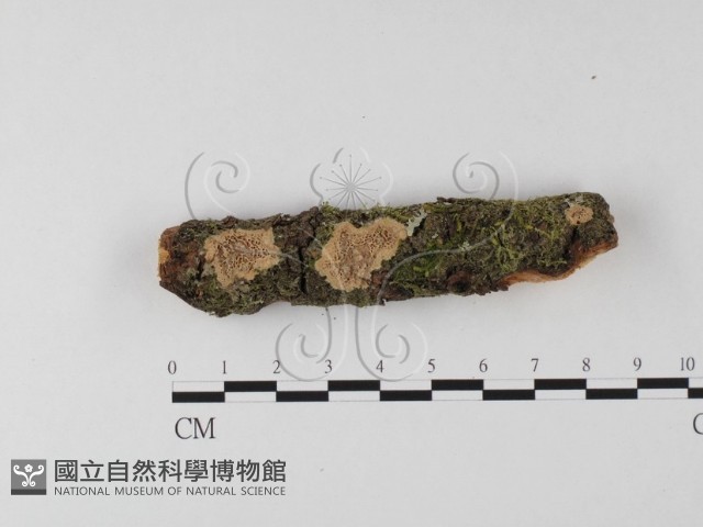 登錄號:F0025533藏品圖，第1張