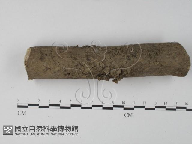 銀耳屬藏品圖，第1張