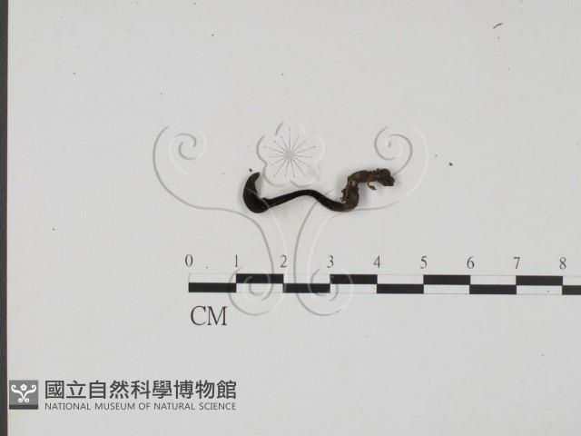 登錄號:F0015533藏品圖，第1張