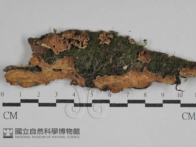 韌革菌屬藏品圖，第1張
