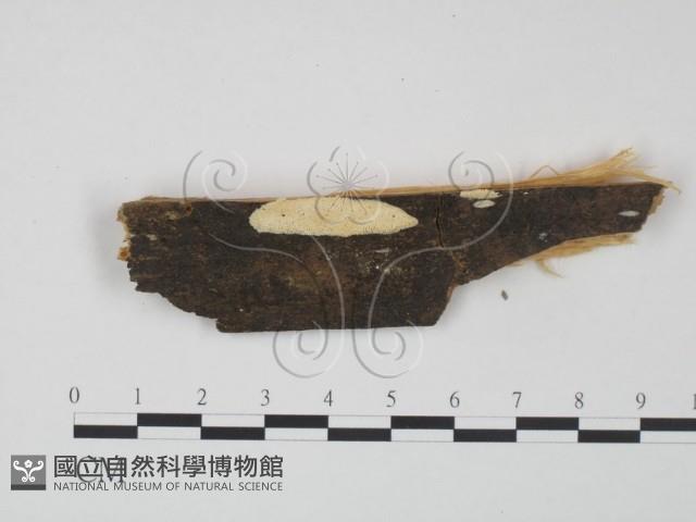 登錄號:F0009533藏品圖，第1張