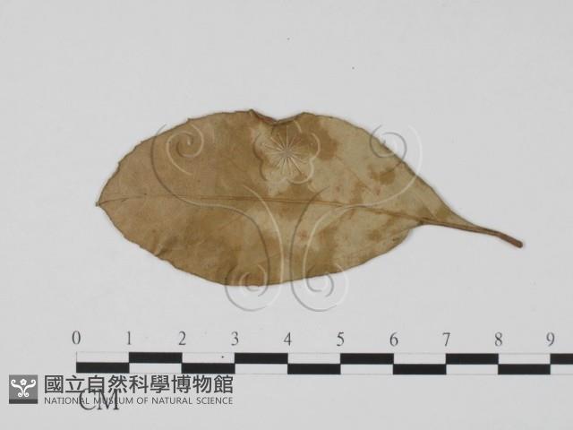 登錄號:F0019533藏品圖，第1張