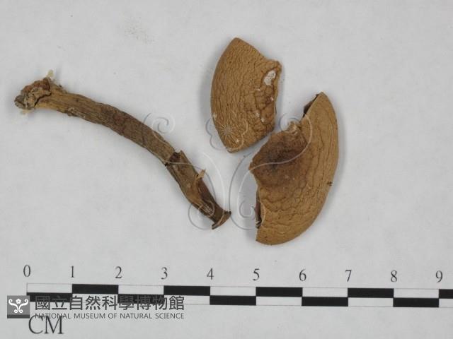 登錄號:F0023533藏品圖，第1張