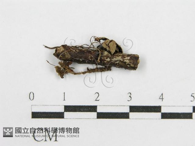 鬼傘屬藏品圖，第1張