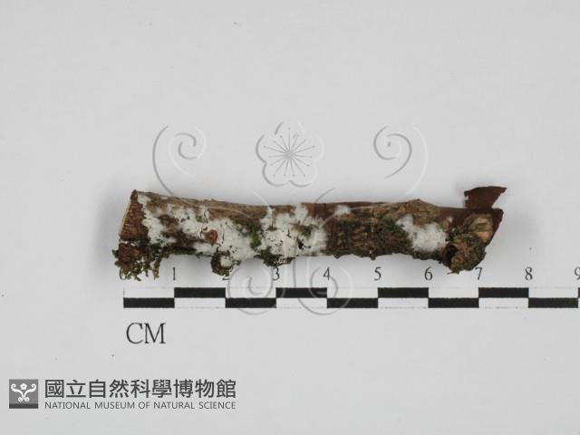 剛毛絲皮菌藏品圖，第1張