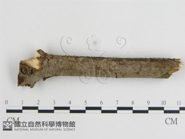 登錄號:F0000133藏品圖，第1張