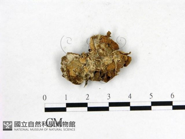 登錄號:F0010133藏品圖，第1張