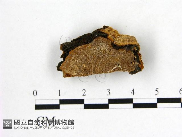 登錄號:F0006133藏品圖，第1張