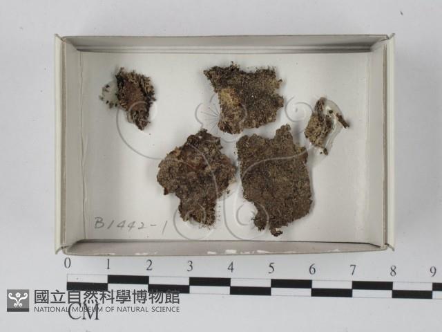 登錄號:F0021133藏品圖，第1張