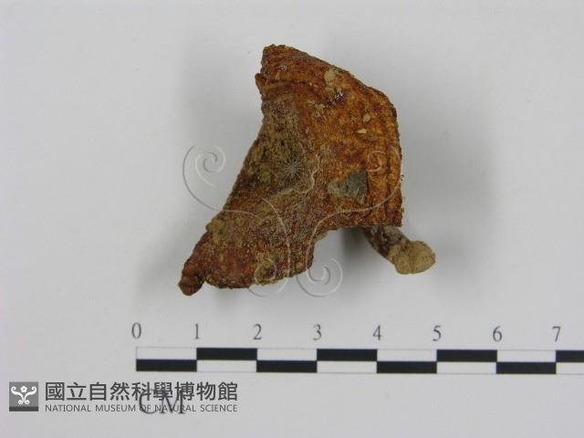 登錄號:F0011133藏品圖，第1張