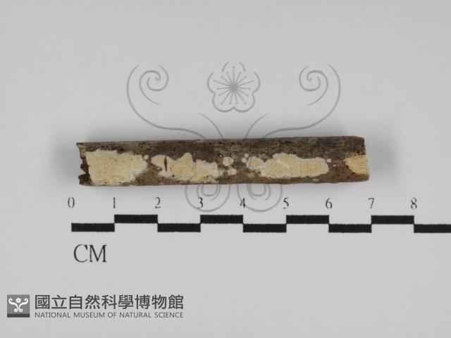 絲齒菌屬藏品圖，第1張