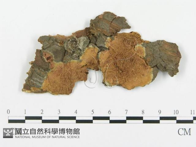 登錄號:F0014133藏品圖，第1張