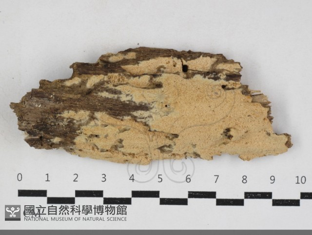 卵孢木齒菌藏品圖，第1張