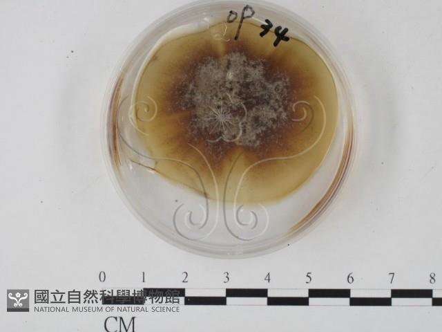 登錄號:F0022133藏品圖，第1張