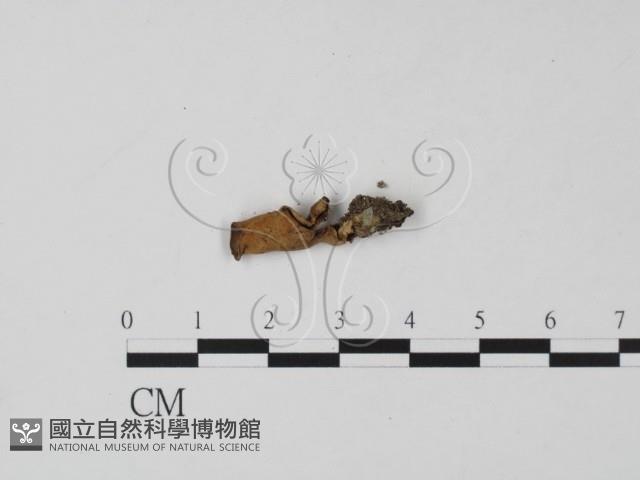 登錄號:F0002133藏品圖，第1張