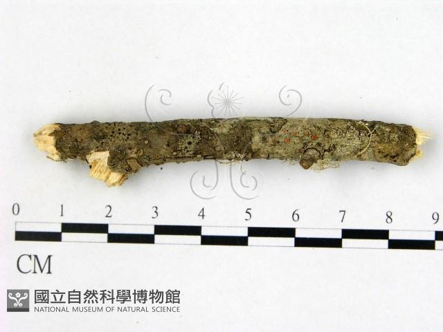 盤革菌屬藏品圖，第1張