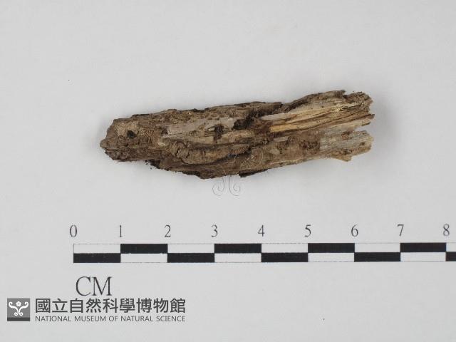 革菌屬藏品圖，第1張