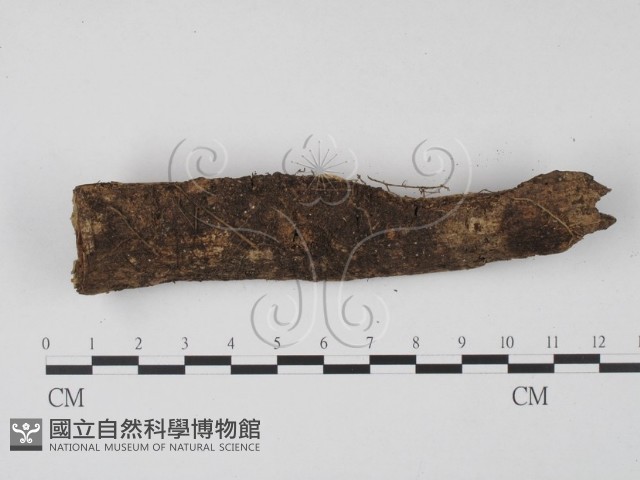 登錄號:F0005133藏品圖，第1張