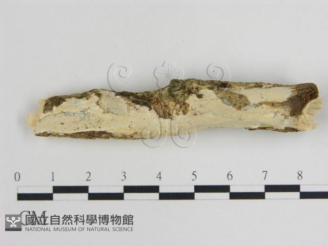 登錄號:F0015133藏品圖，第1張