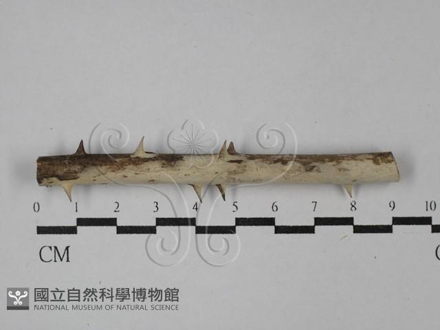 登錄號:F0029133藏品圖，第1張