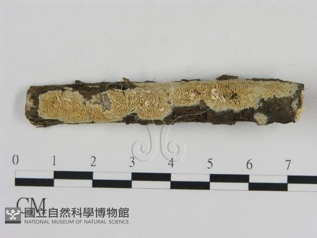 登錄號:F0009133藏品圖，第1張