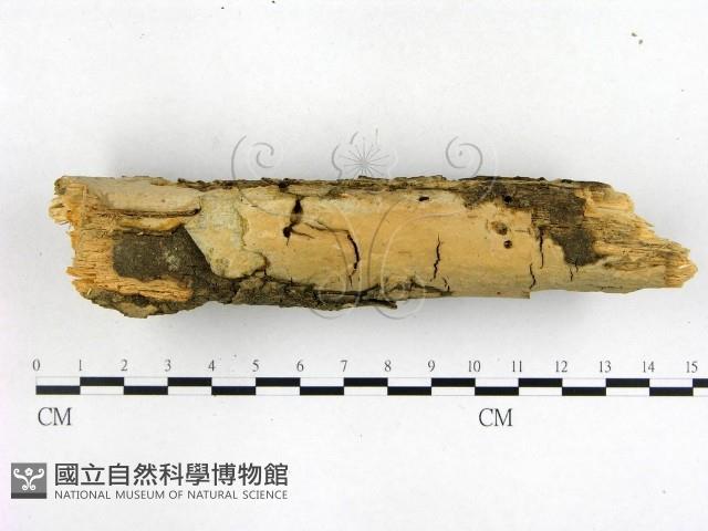 登錄號:F0003133藏品圖，第1張