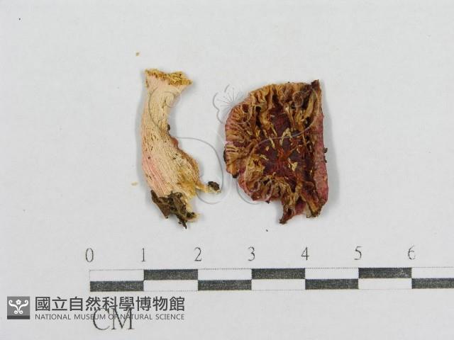 紅菇屬藏品圖，第1張