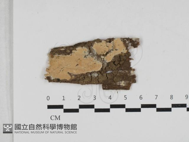 登錄號:F0033133藏品圖，第1張