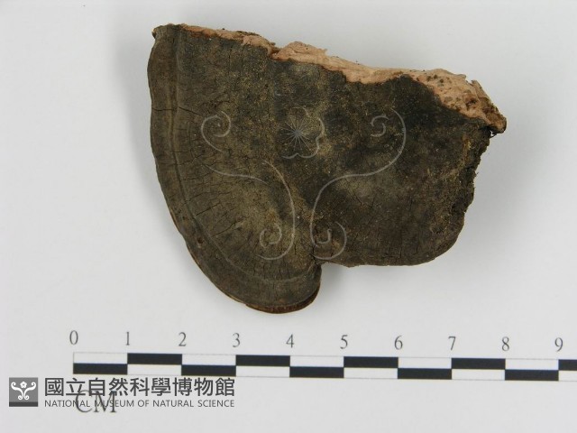 登錄號:F0008033藏品圖，第1張