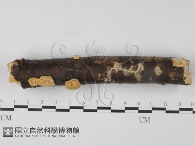 栓菌屬藏品圖，第1張
