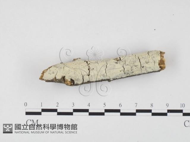 冇骨消絲齒菌藏品圖，第1張