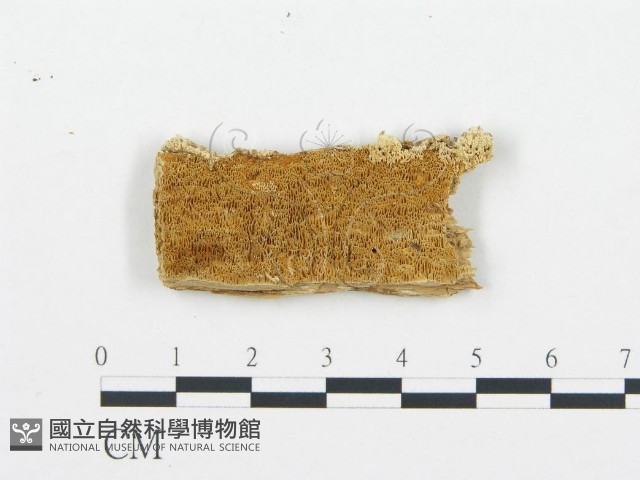 登錄號:F0006033藏品圖，第1張