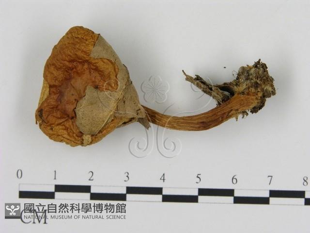 登錄號:F0016033藏品圖，第1張