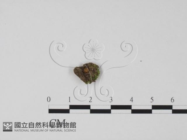 登錄號:F0021033藏品圖，第1張