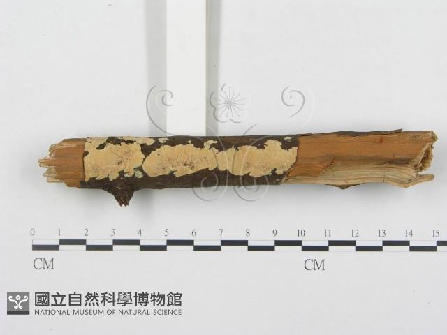 登錄號:F0001033藏品圖，第1張