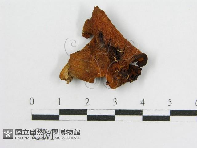 登錄號:F0011033藏品圖，第1張