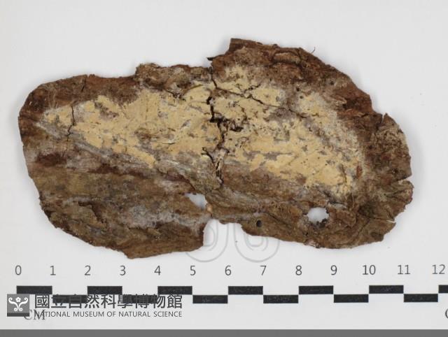 登錄號:F0034033藏品圖，第1張