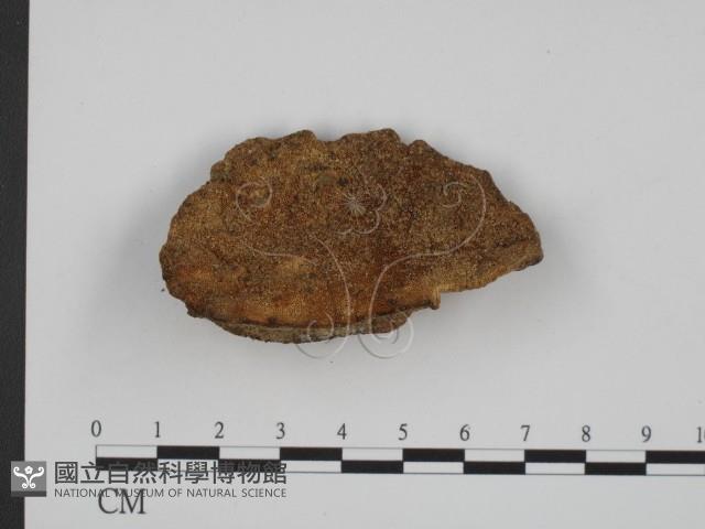 登錄號:F0002033藏品圖，第1張