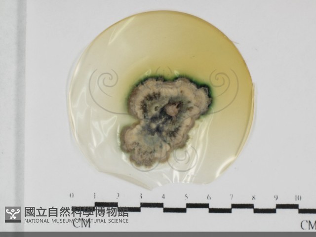 登錄號:F0032033藏品圖，第1張