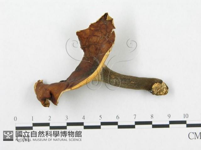 登錄號:F0007033藏品圖，第1張