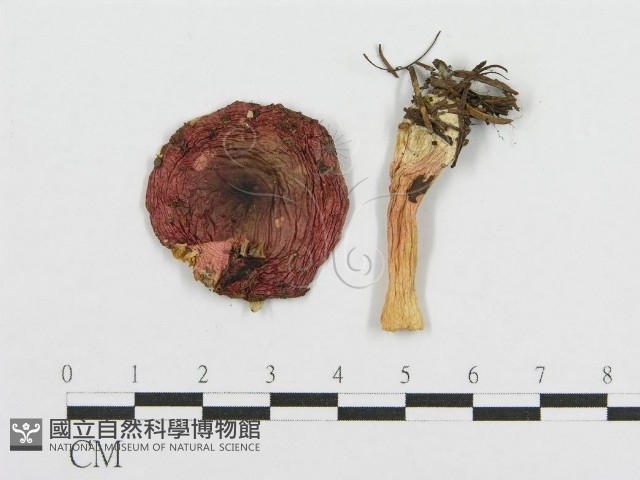 紅菇屬藏品圖，第1張