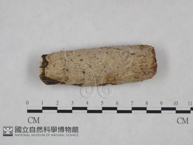 刺皮菌屬藏品圖，第1張