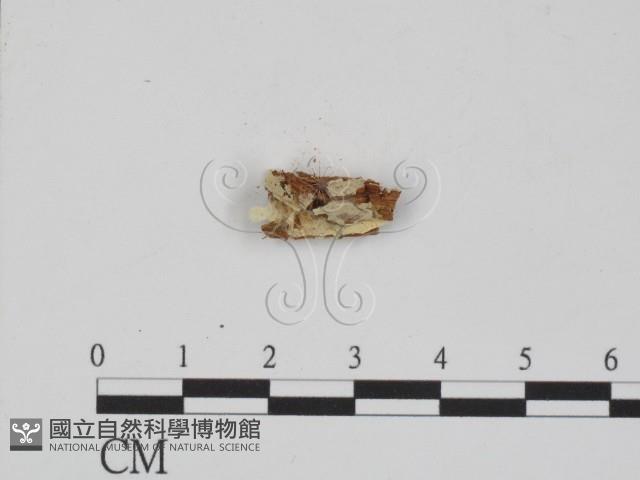 登錄號:F0005033藏品圖，第1張