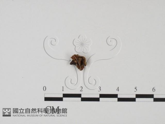 登錄號:F0015033藏品圖，第1張