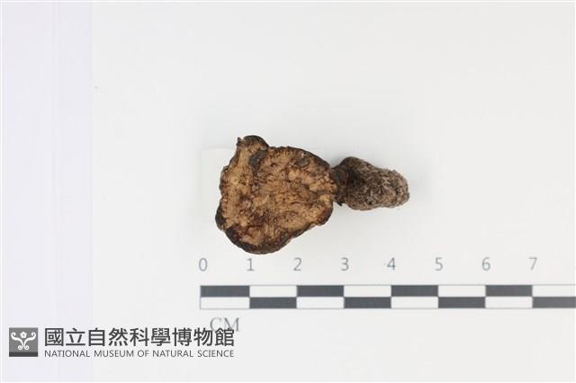 登錄號:F0035033藏品圖，第1張
