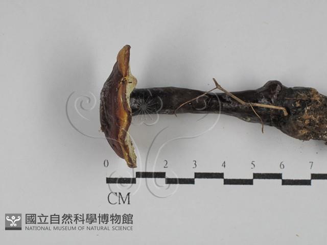 登錄號:F0029033藏品圖，第1張