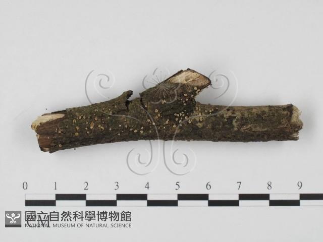 登錄號:F0009033藏品圖，第1張