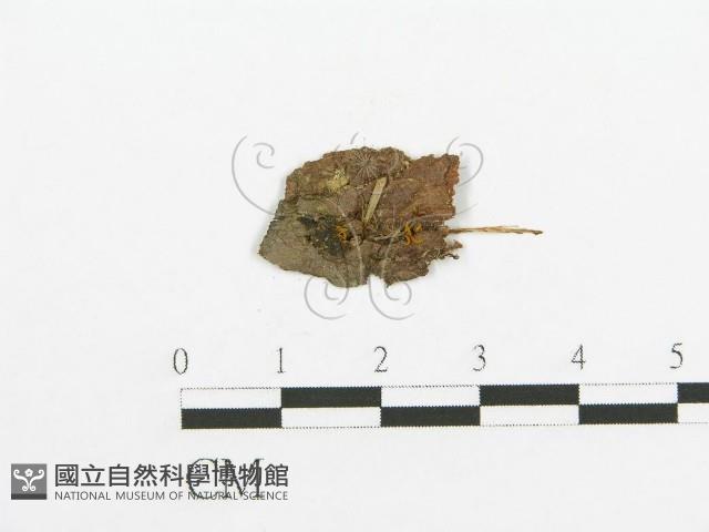 登錄號:F0019033藏品圖，第1張