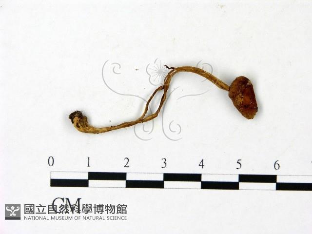 登錄號:F0023033藏品圖，第1張